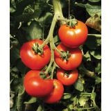 PLODOVKE DOBRO & ZDRAVO CEPLJEN PARADIŽNIK PREVIA F1