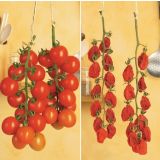 PLODOVKE DOBRO & ZDRAVO CEPLJEN PARADIŽNIK TOMATO 'TOMACCIO'