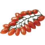 VRTNINA DOBRO & ZDRAVO CEPLJEN PARADIŽNIK TRILLY F1