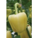 PLODOVKE DOBRO & ZDRAVO CEPLJENA PAPRIKA SNOW WHITE