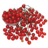 VRTNINA DOBRO & ZDRAVO CEPLJENI PARADIŽNIK PEPE F1