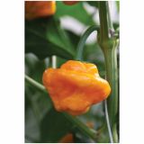 PLODOVKE DOBRO & ZDRAVO ČILI YELLOW DEVIL