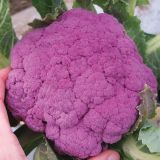 VRTNINA DOBRO & ZDRAVO CVETAČA 'GRAFFITI' F1