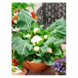 VRTNINA DOBRO & ZDRAVO CVETAČA MULTI HEAD F1