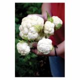 VRTNINA DOBRO & ZDRAVO CVETAČA MULTI-HEAD F1