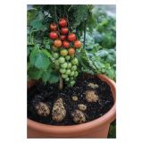 PLODOVKE DOBRO & ZDRAVO PARADIŽNIK CEPLJEN NA KROMPIR