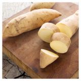 VRTNINA DOBRO & ZDRAVO SLADEK KROMPIR BONITA