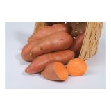 VRTNINA DOBRO & ZDRAVO SLADEK KROMPIR EVANGELINE ORANŽEN