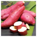 ZELENJAVNA SADIKA DOBRO & ZDRAVO SLADEK KROMPIR MURASAKI