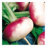 VRTNINA SADIKE REPE 9 KOS