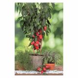 PLODOVKE VOLMARY BLOK PAPRIKA ALMIRA MIDI RED