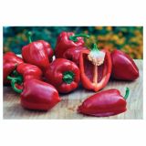 PLODOVKE VOLMARY BLOK PAPRIKA ALMIRA MIDI RED