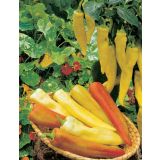 PLODOVKE VOLMARY CAPSICIM ANNUM 10.5 CM PINOKKIO F1