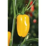 PLODOVKE VOLMARY CAPSICUM ANNUUM ARIELLA MIDI YELLOW