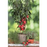 PLODOVKE VOLMARY CAPSICUM ANNUUM RED SKIN F1