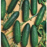 PLODOVKE VOLMARY CEPLJENA KUMARA CORENTINE 12CM