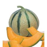 PLODOVKE VOLMARY CEPLJENA MELONA ANASTA