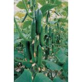 PLODOVKE VOLMARY CEPLJENE KUMARE GAMBIT LONEC 12