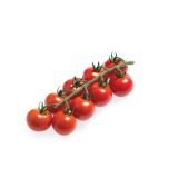 PLODOVKE VOLMARY CEPLJENI PARADIŽNIK BELRICIO 12 CM KOKTAJL