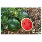 PLODOVKE VOLMARY CITRULLUS LANATUS MINI LOVE CEPLJ. MINI LUBENICA