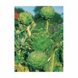 ZELENJAVNA SADIKA VOLMARY CYNARA SCOLYMUS L13