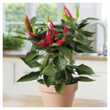 PLODOVKE VOLMARY FEFERONI