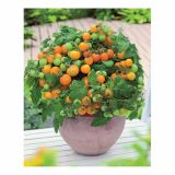 PLODOVKE VOLMARY FEFERONI APACHE F1 13 CM