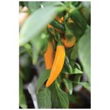 PLODOVKE VOLMARY FEFERONI VECTURA YELLOW