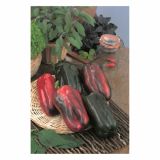 VRTNINA VOLMARY JUMBO PAPRIKA AURELIO F1