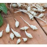 ZELENJAVNA SADIKA VOLMARY KITAJSKA ARTIČOKA CONITO