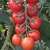 PLODOVKE VOLMARY OKROGLI PARADIŽNIK GIMLI F1