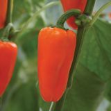 PLODOVKE VOLMARY ORANŽNA PAPRIKA SNACK FLYNN