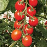 PLODOVKE VOLMARY OVALEN PARADIŽNIK BOLSTAR BALOE