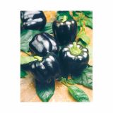 PLODOVKE VOLMARY PAPRIKA BELUGA PURPLE CAPSICUM ANNUM 10.5 CM