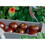 PLODOVKE VOLMARY PARADIŽNIK KAKAO F1 12 CM