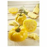 PLODOVKE VOLMARY PARADIŽNIK PINEDO 12 CM