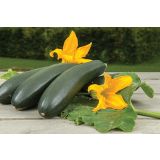 PLODOVKE VOLMARY PLEZAJOČA BUČKA ALANDO L10.5