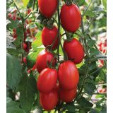 PLODOVKE VOLMARY ROMA PARADIŽNIK BOLSTAR SENSATICA F1