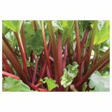 RABARBARA VOLMARY VEDNO RODNA L17