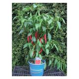 PLODOVKE ZELENJAVA S PLODOVI MIX L23 CM