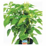 PLODOVKE ZELENJAVA S PLODOVI MIX L23 CM