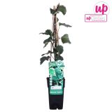 VZPENJALKA BRŠLJAN GLOIRE DE MARENGO L15