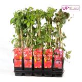 VZPENJALKA DIVJA TRTA MIX L15