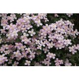 VZPENJALKA SROBOT MONTANA L2 L