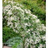 VZPENJALKA SROBOT MONTANA L2 L