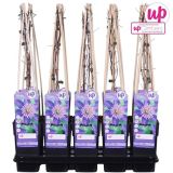 VZPENJALKA SROBOT 'MULTI BLUE' L15