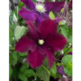 VZPENJALKA SROBOT WARSZ. NIKE L2 L