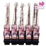 VZPENJALKA VEJTIČIJEVA DIVJA TRTA L14