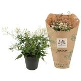 CVETOČA SOBNA RASTLINA VZPENJAVI JASMIN L12