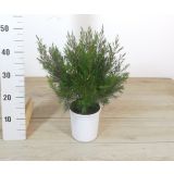 MEDITERANSKE RASTLINE WAX SNOWFLAKE L15